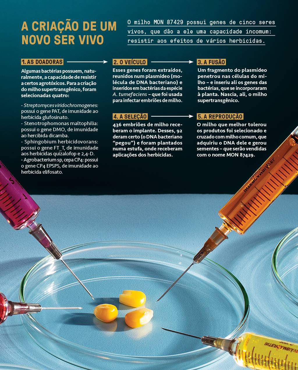 Clique na imagem para ampliar.