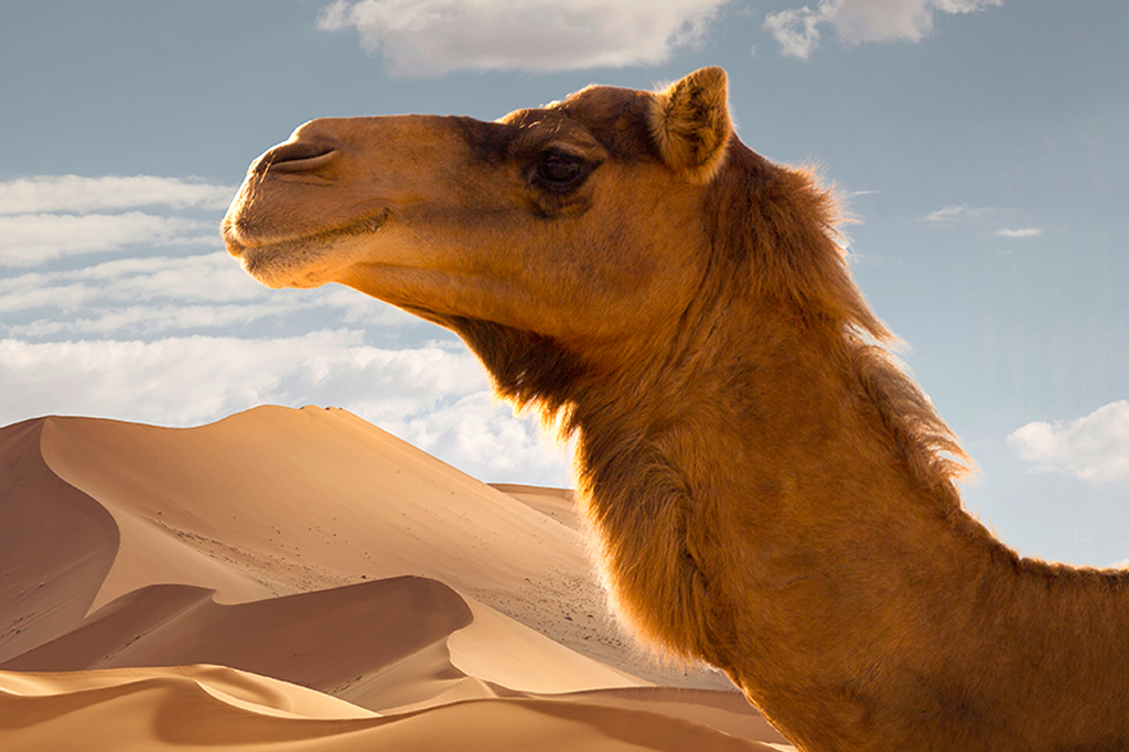 Tecnologia inspirada em pele de camelo pode prolongar isolamento térmico