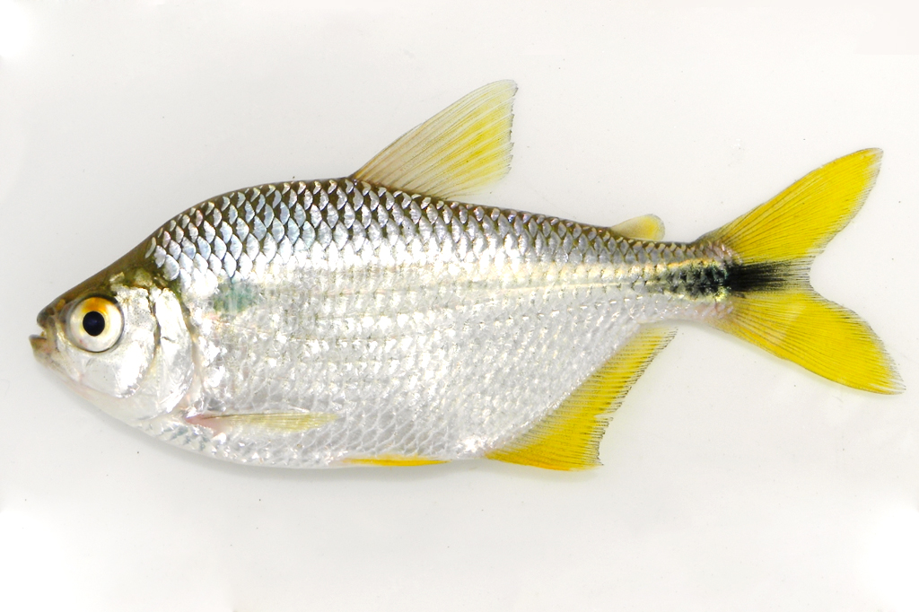 Alumínio em excesso na água afeta sêmen e causa malformações em embriões de peixe