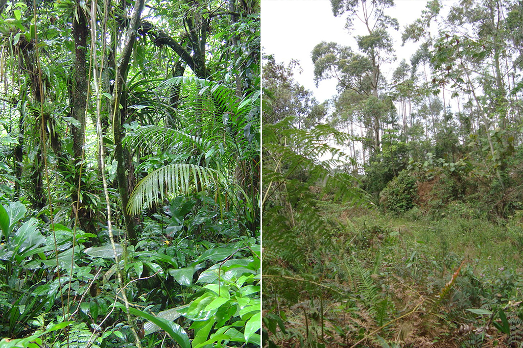 desmatamento na mata atlântica Comparação entre uma parte preservada da Mata Atlântica e a borda de um fragmento desmatado.