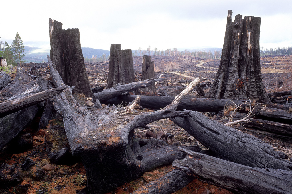 Quase 90% dos animais terrestres podem perder parte de seus habitats até 2050