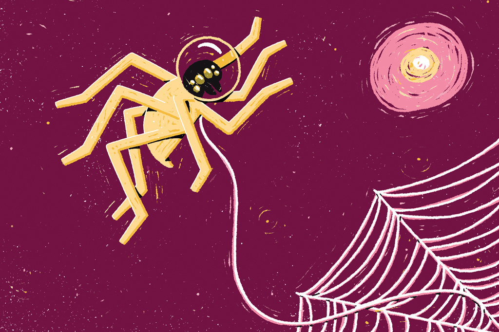 Sem gravidade, aranhas usam luz para diferenciar “em cima” e “embaixo”