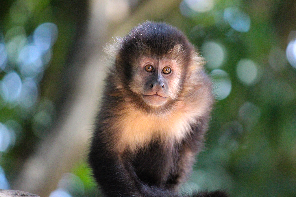 Pequeno macaco no centro da imagem.