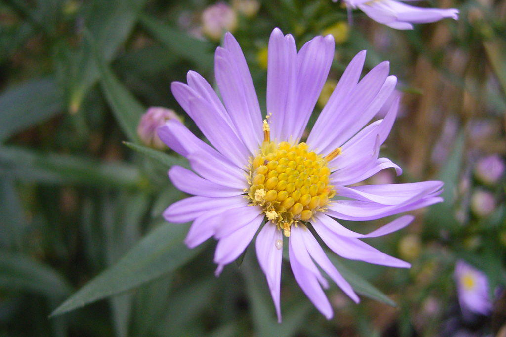 Foto de uma flor lilás, conhecida como margarida de Michaelmas.