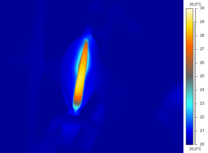 Flores se aquecem até 30 ºC para atrair besouros polinizadores