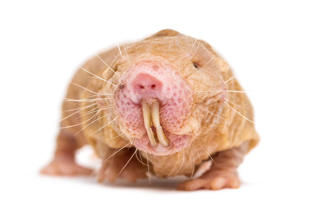 Foto frontal de um rato-toupeira-pelado.