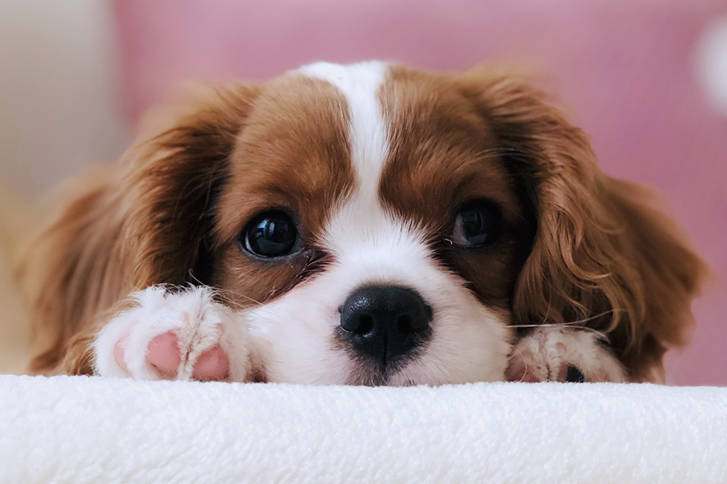 Cachorrinho branco e marrom deitado em cima das patas dianteiras.