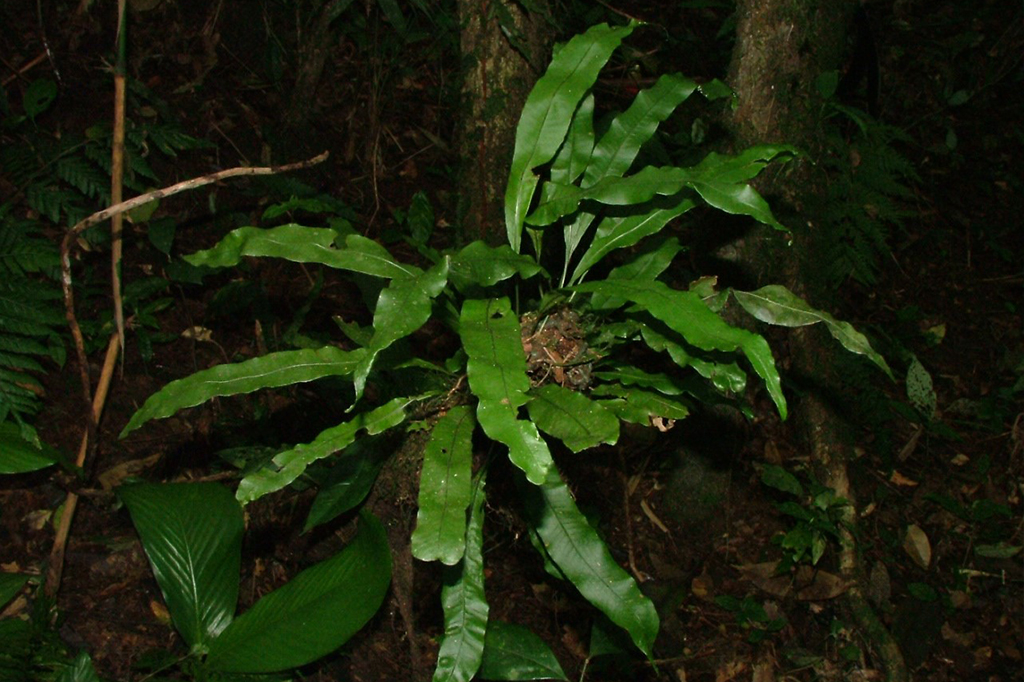Seis novas espécies de samambaias são descobertas na América Latina