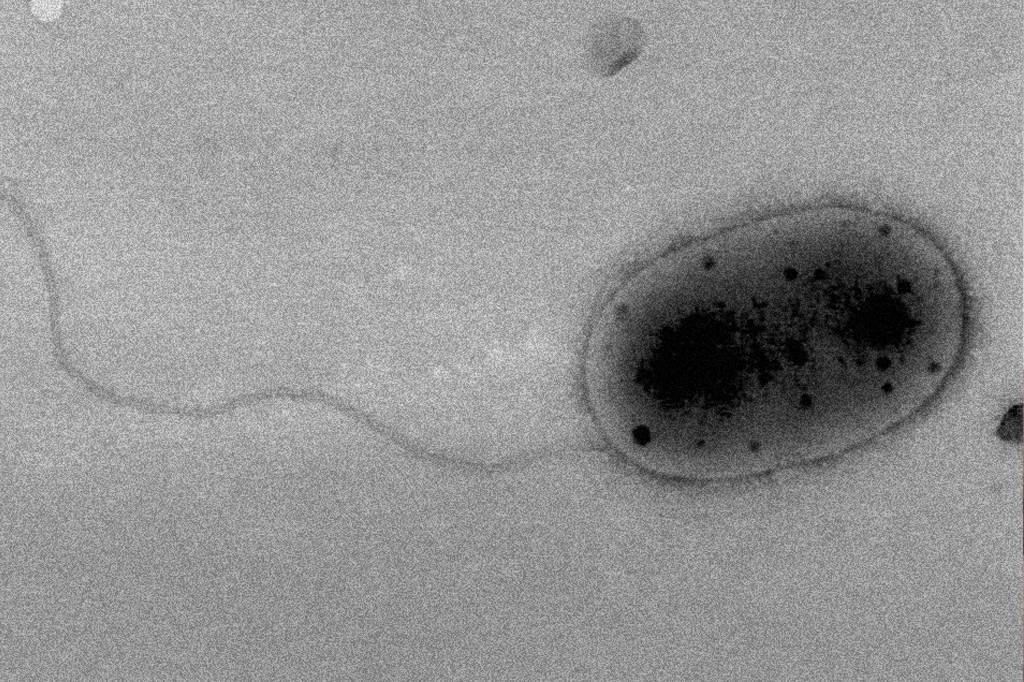 Três novas cepas de bactéria são encontradas na Estação Espacial Internacional