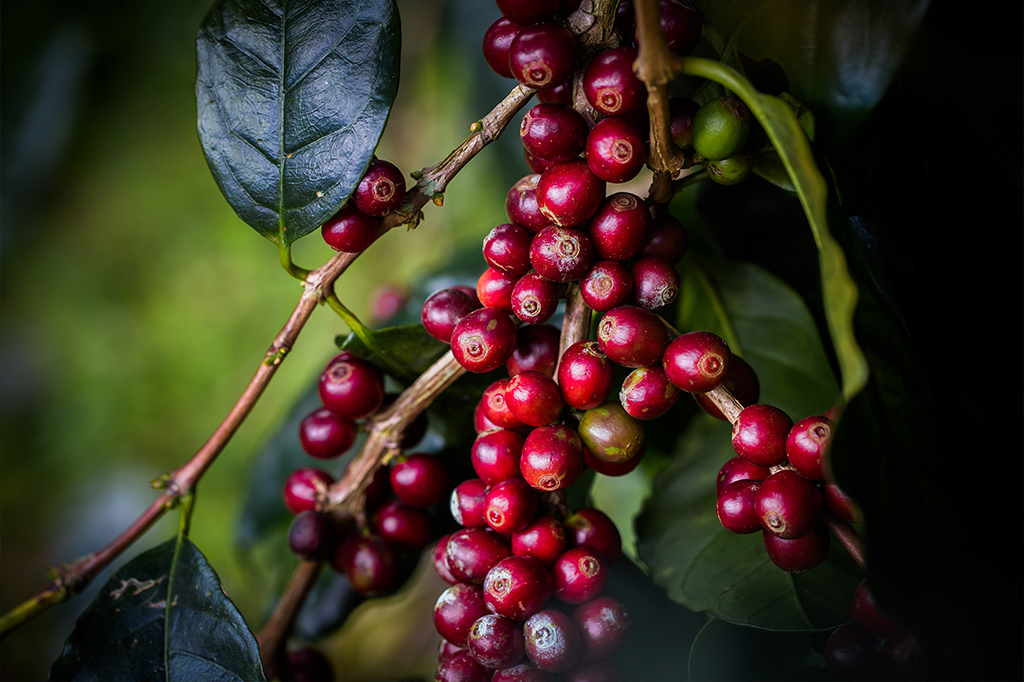 No futuro, haverá menos variedade de café – e a culpa é das mudanças climáticas