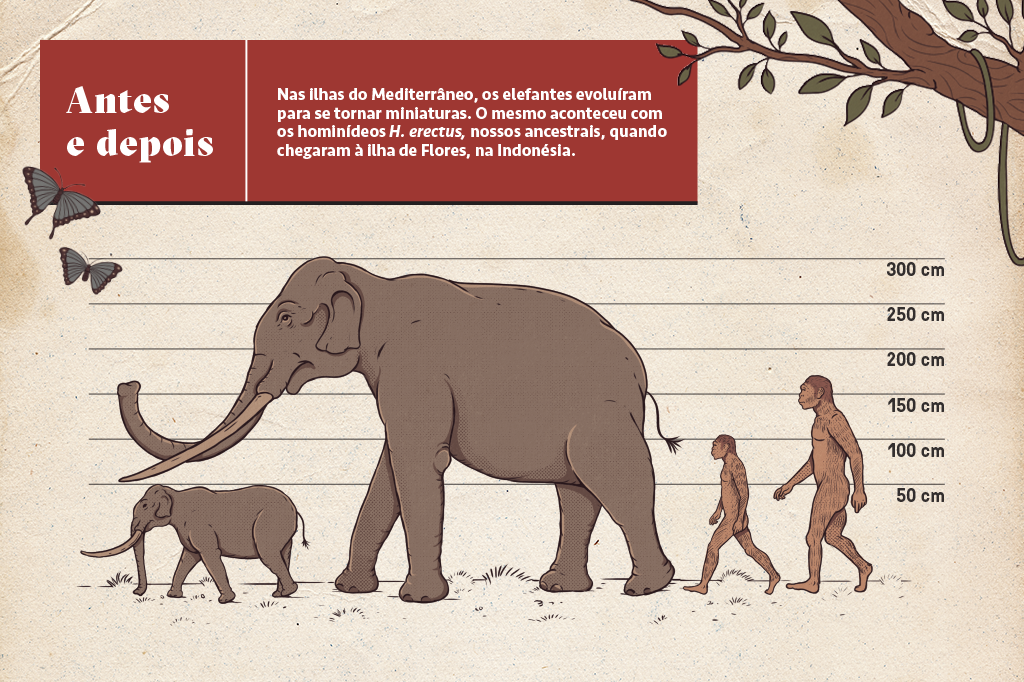 Infográfico comparando os tamanhos de duas espécies antes e depois das mudanças que sofreram por viverem em lhas.