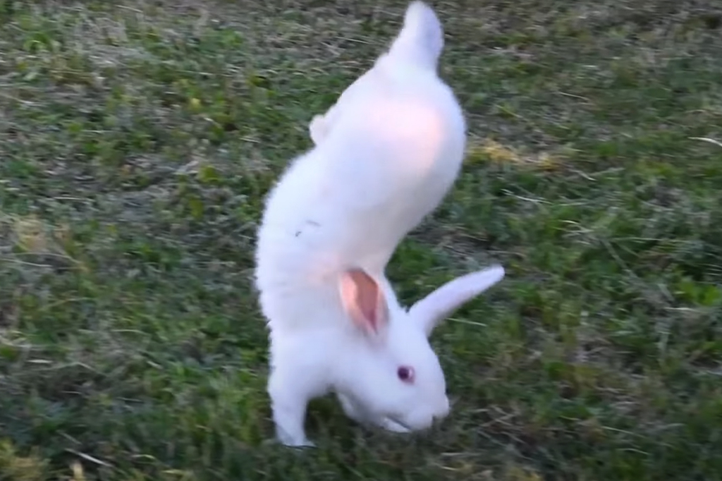 Este coelho só anda com as patas dianteiras – e agora cientistas sabem o porquê