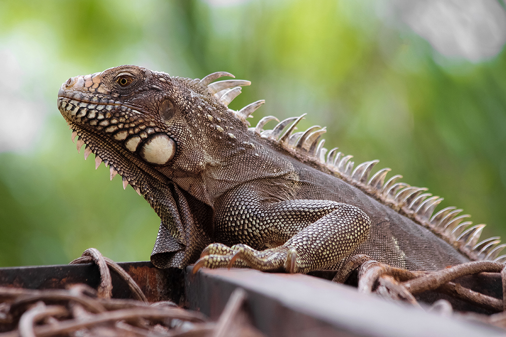 Colonização extinguiu metade das cobras e lagartos de arquipélago no Caribe