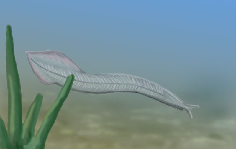 Pikaia gracilens Pikaia gracilens