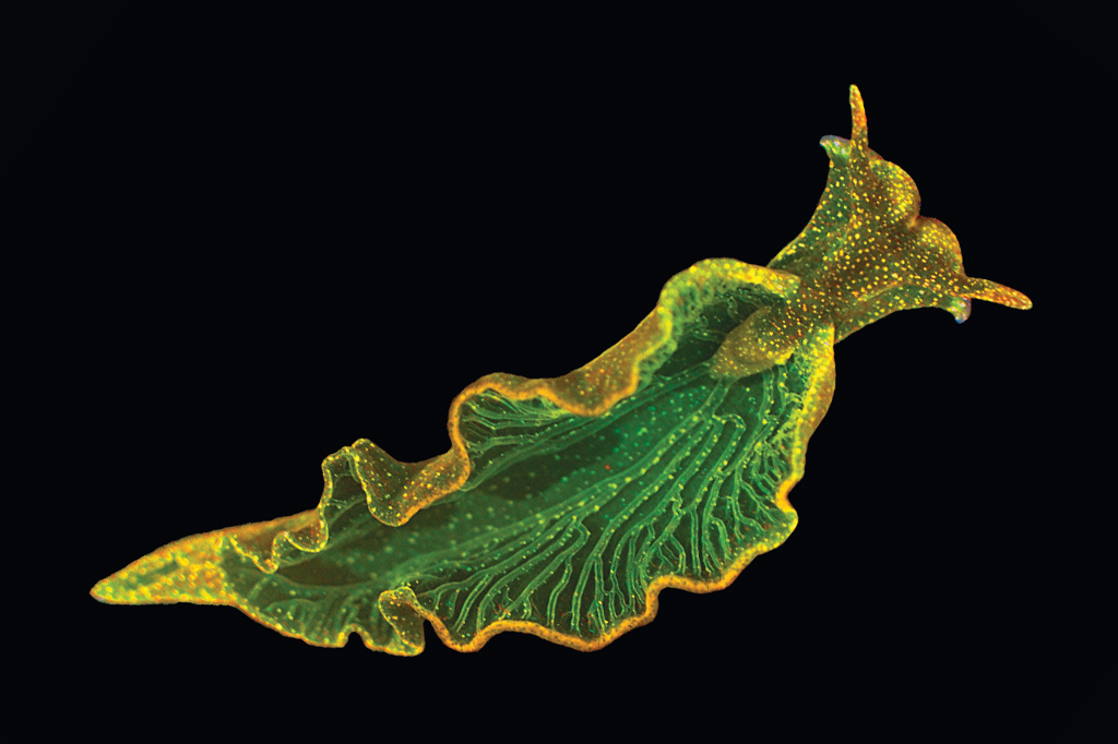 Foto da lesma marinha Elysia chlorotica de cor verde e amarela no fundo preto.