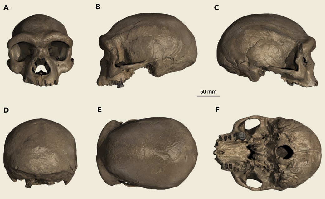 Crânio do Homo longi fotografado de diversos ângulos.