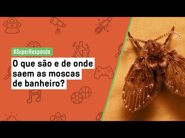 O que são e de onde saem as moscas de banheiro? | SUPER Responde