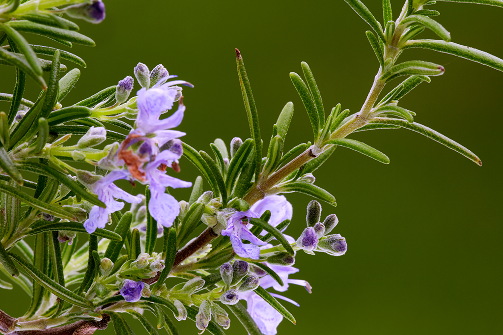 Línguas indígenas estão morrendo – e, com elas, o conhecimento sobre plantas medicinais