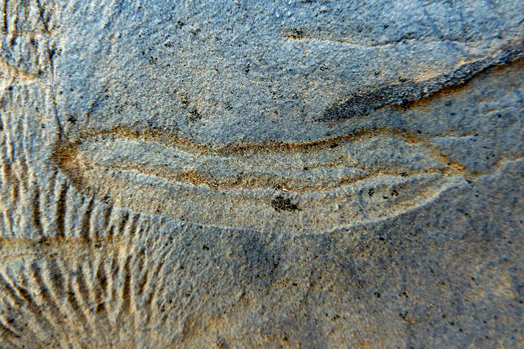 Fósseis de 540 milhões de anos em Minas Gerais registram início da vida complexa