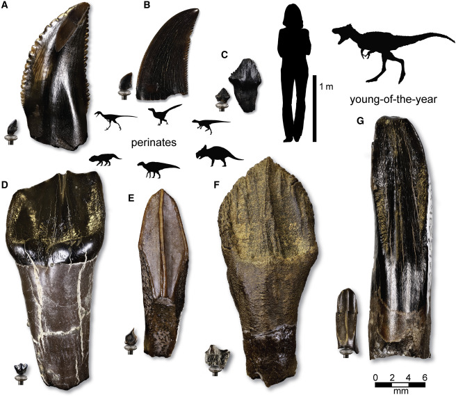 Pequenos fósseis encontrados no Alasca revelam presença de dinossauros no Ártico 1 Fósseis encontrados pelos pesquisadores.