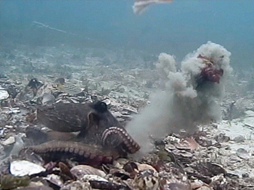 Polvo fêmea lançando pedras do fundo do mar em macho.