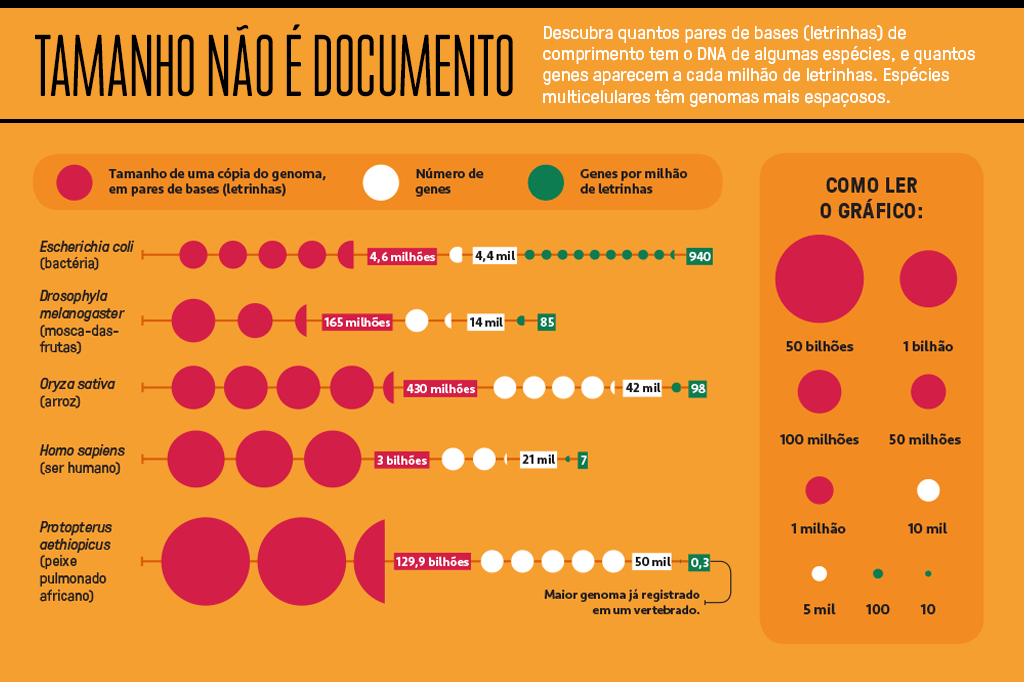SI_430_Genes-egoistas_info01 Gráfico mostrando quantos pares de bases de comprimento tem o DNA de algumas espécies.