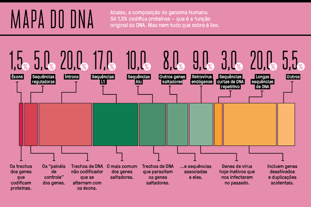 SI_430_Genes-egoistas_info02 Gráfico de barras mostrando a composição do genoma humano.