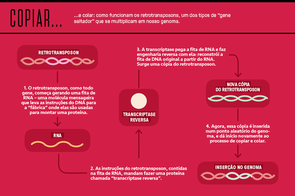 SI_430_Genes-egoistas_info03 Gráfico mostrando como funcionam os retrotransposons.
