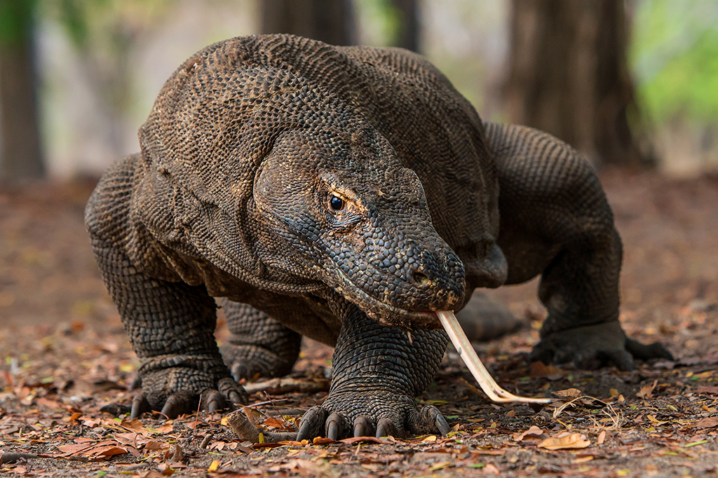 Retrato de dragão de komodo visto de frente.