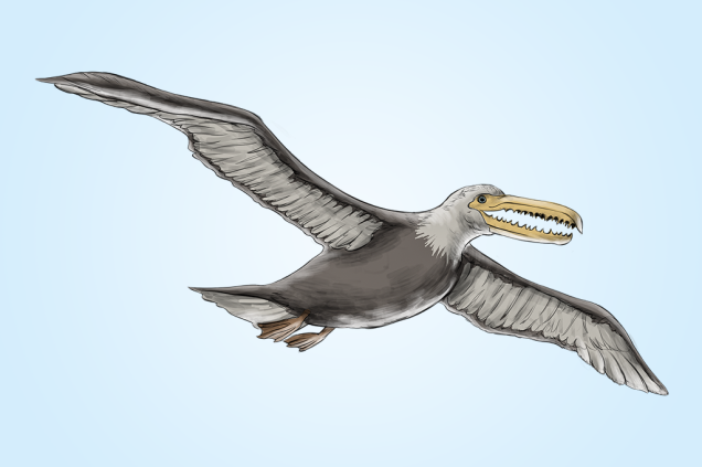 Pelagornithidae (50 Ma): Além do bico em formato de dentes afiados, outra característica que assusta nessa ave é o tamanho: suas asas abertas mediam de cinco a seis metros. Pelagornithidae (50 Ma): Além do bico em formato de dentes afiados, outra característica que assusta nessa ave é o tamanho: suas asas abertas mediam de cinco a seis metros.