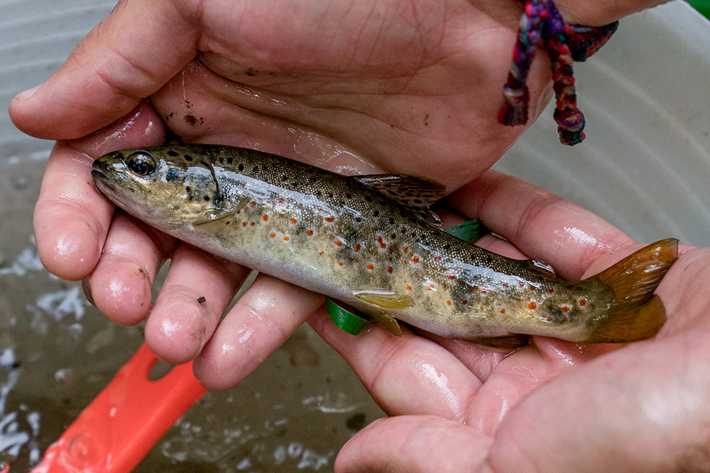 Peixes também podem se viciar em metanfetamina