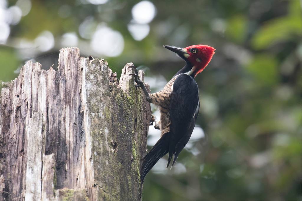 O Pica-Pau original integra lista de 23 espécies provavelmente extintas