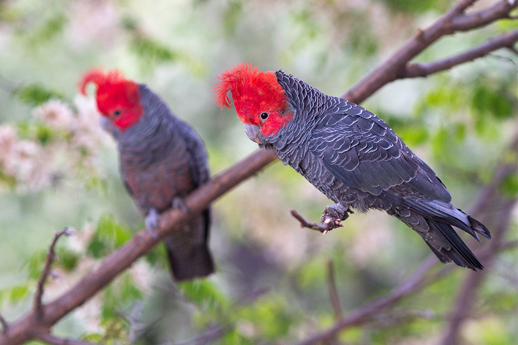 Duas cacatuas de gangue, uma pousada em um galho e outra pousando