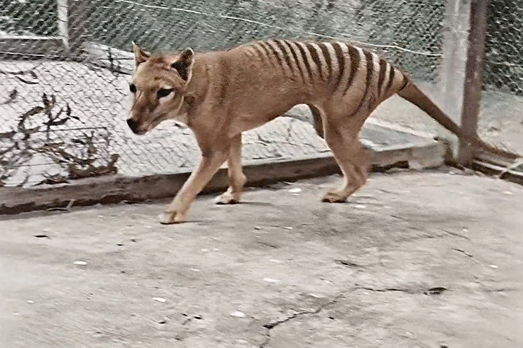 Assista ao primeiro (e único) vídeo colorido de um lobo-da-tasmânia.