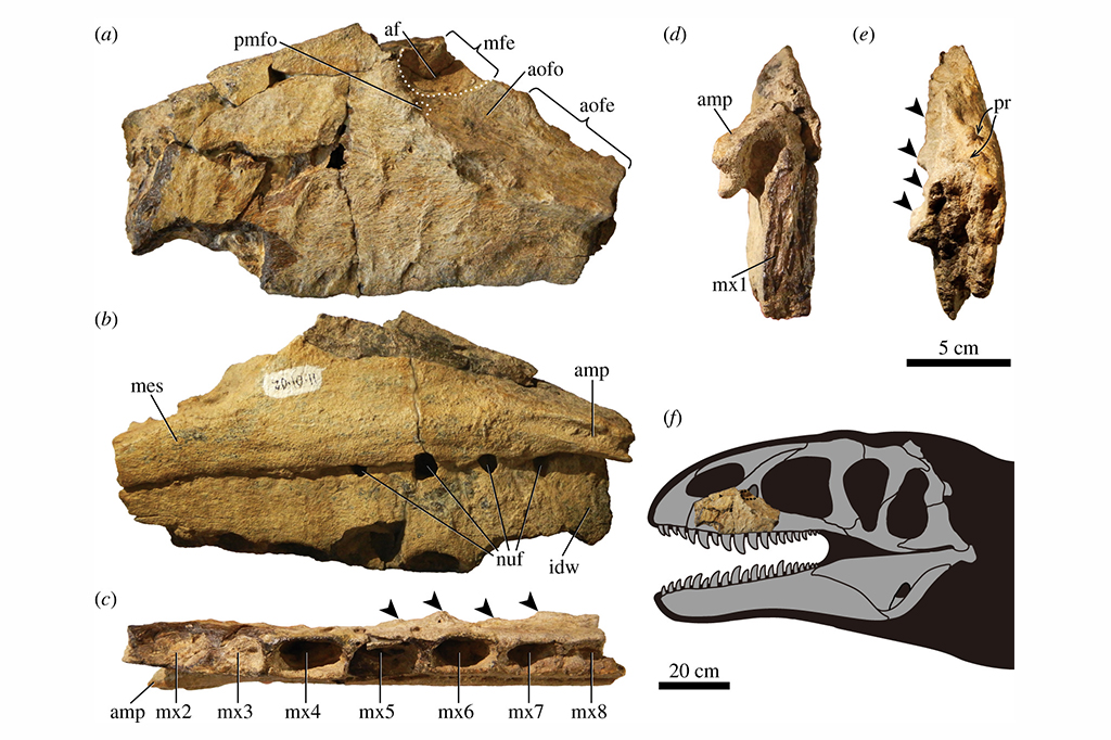 Imagens do maxilar esquerdo do Ulughbegsaurus e uma reconstrução de seu crânio