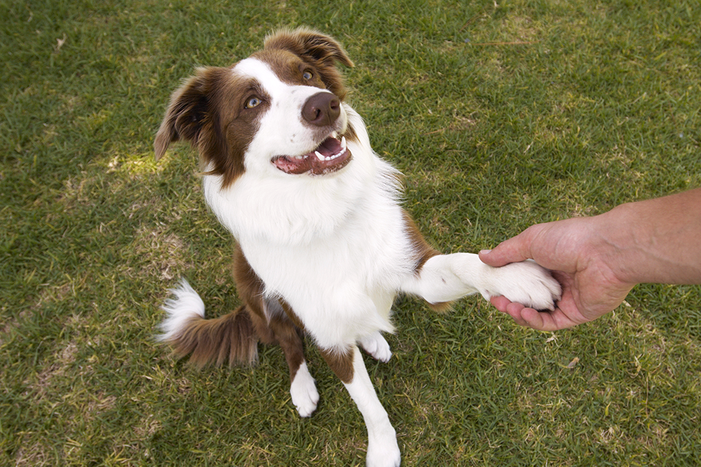 Foto de um cachorro dando a patinha esquerda.