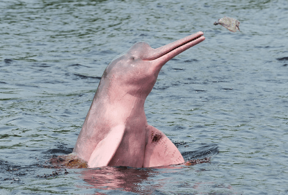 Foto de um boto-cor-de-rosa.