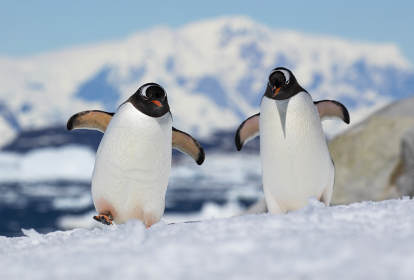 Dois pinguins andando no gelo.