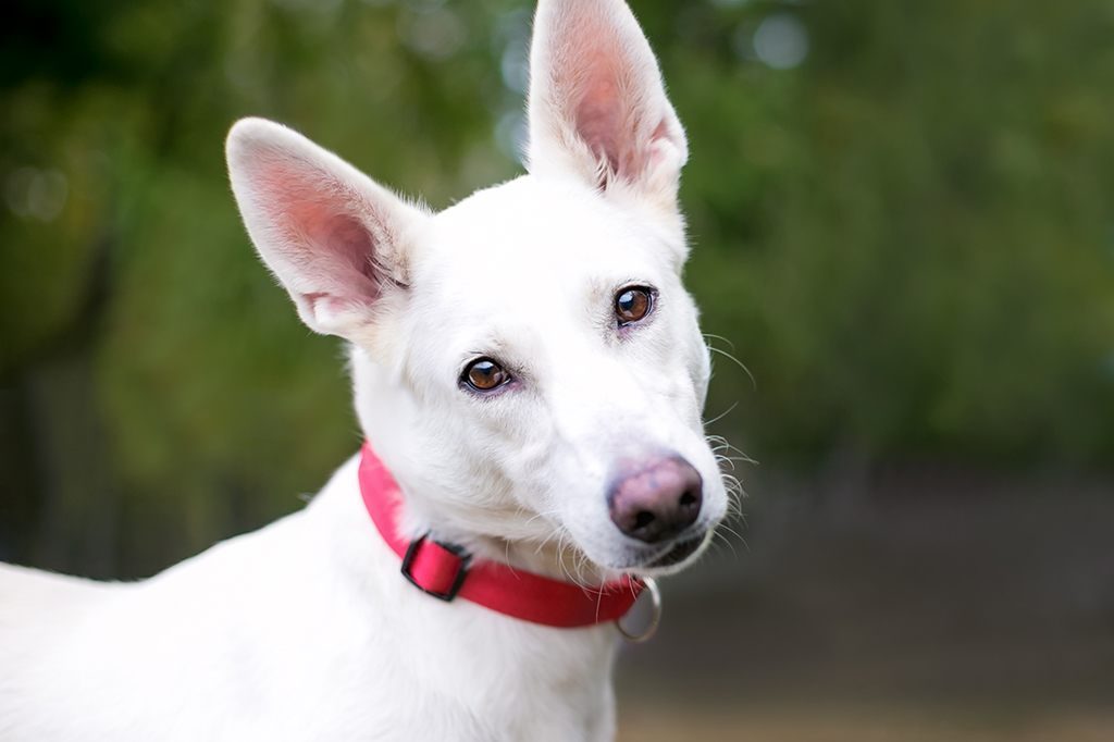 Foto de um cachorro com a cabeça inclinada