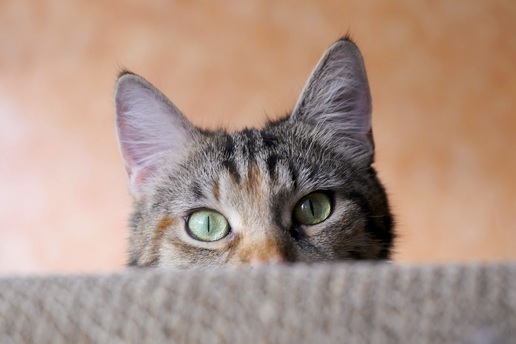 Gatinho escondido olhando pra câmera.