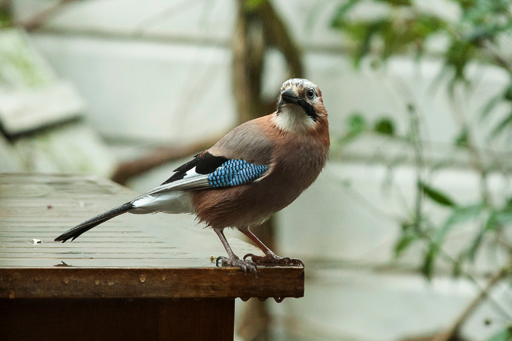 Cientistas usam truques de mágica para investigar a mente de pássaros