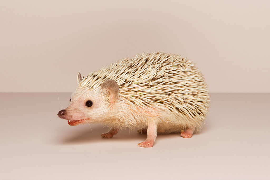 Uma superbactéria evoluiu em ouriços antes de existirem os primeiros antibióticos