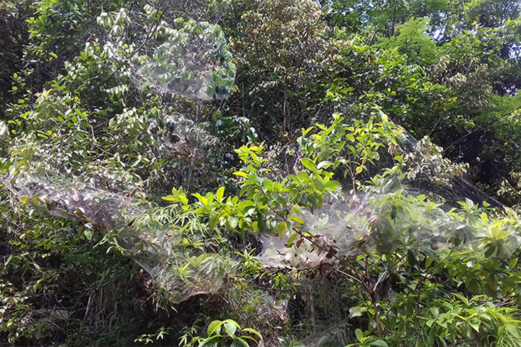 Aranhas sociais realizam ataques coordenados para capturar grandes presas 2 Teias de aranhas Anelosimus eximius em árvore.