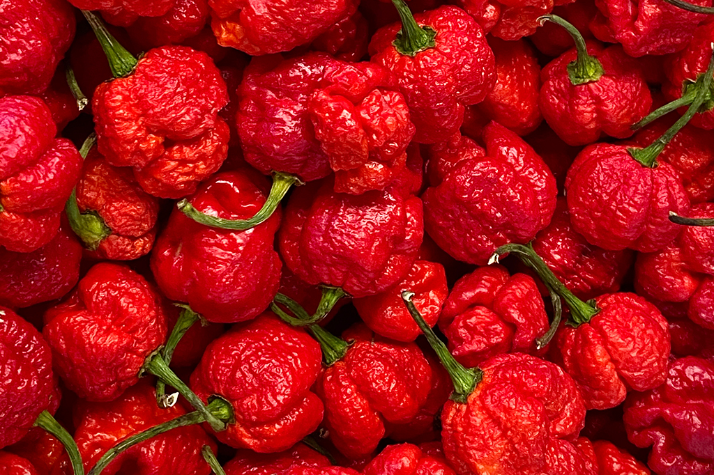 Pimentas Carolina Reaper.