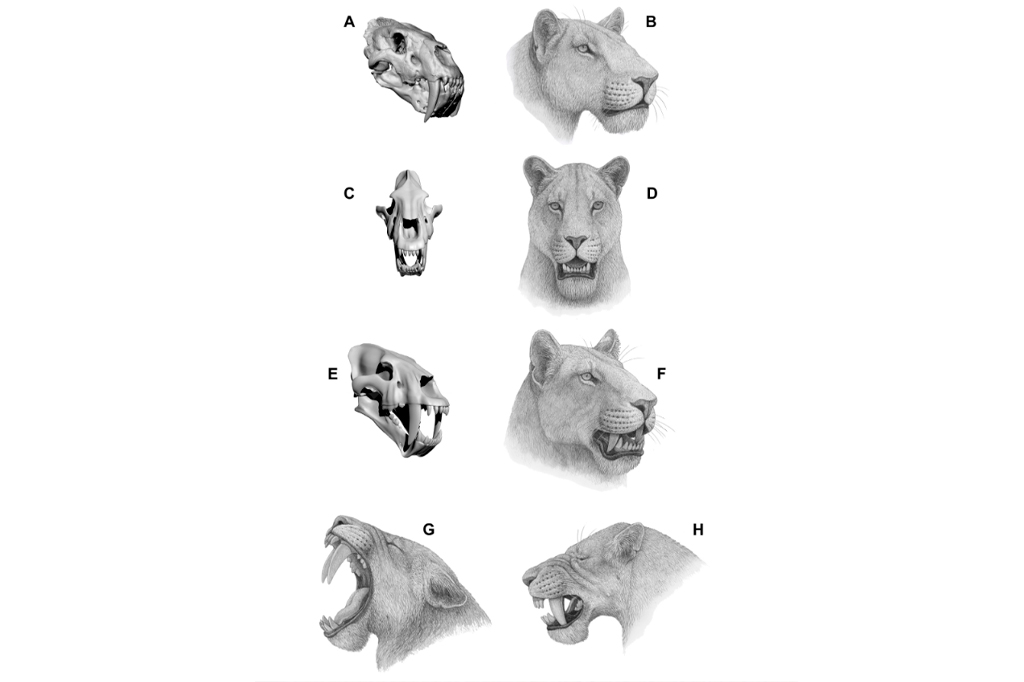 SI_Tigres dente-de-sabre_site2 Esquema ilustrativo da reconstrução do crânio da espécie Homotherium latidens em diferentes perspectivas.