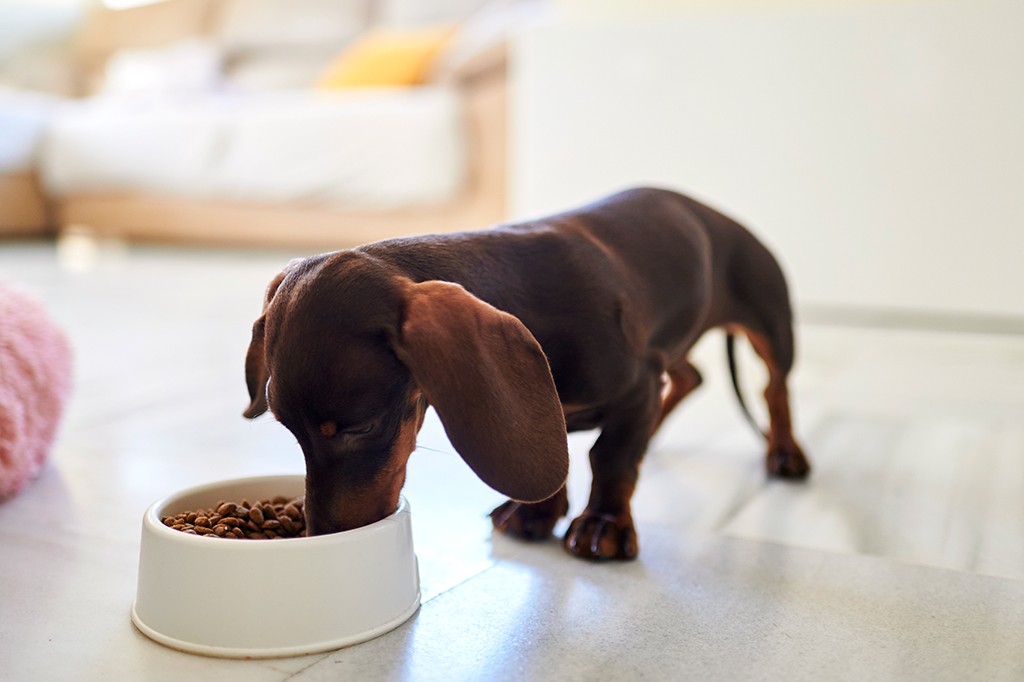 Cachorro da raça Dachshund alimentando-se de ração.