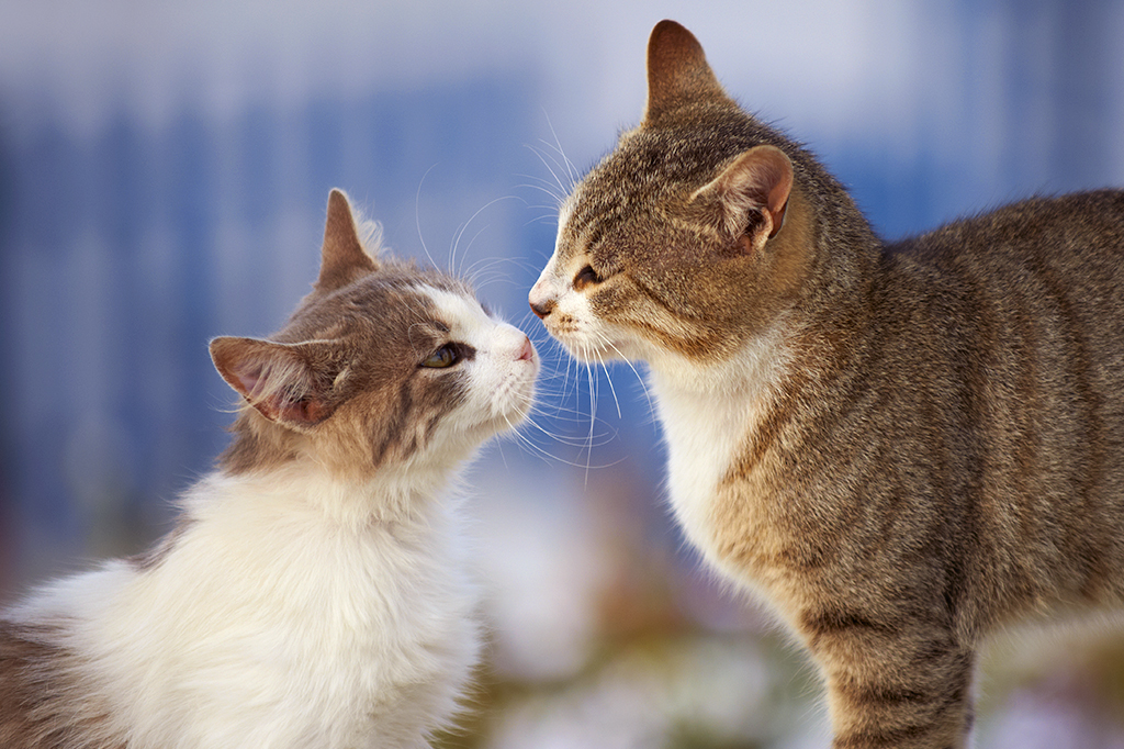 Foto de dois gatinhos se olhando.