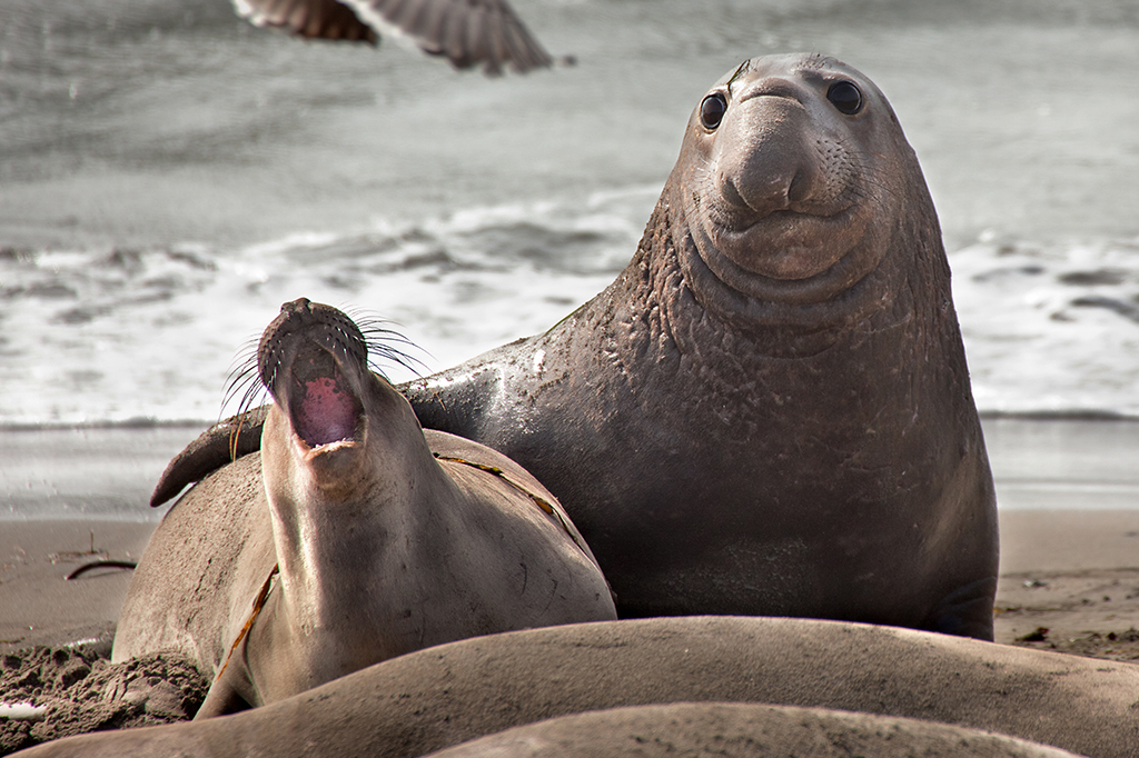 No oceano profundo, elefantes-marinhos usam os bigodes para achar comida