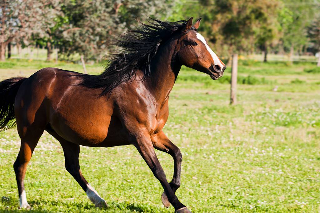 Um cavalo de potência significa mesmo a força de um cavalo de verdade?