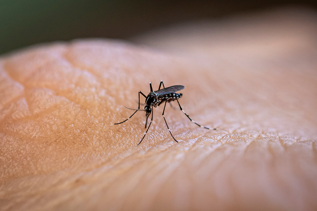 Vírus da dengue e da zika podem te deixar mais atraente para os mosquitos